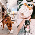 Doggie Sundaes Ice Cream For Dogs Near Me Weissport Poconos Jim Thorpe Area